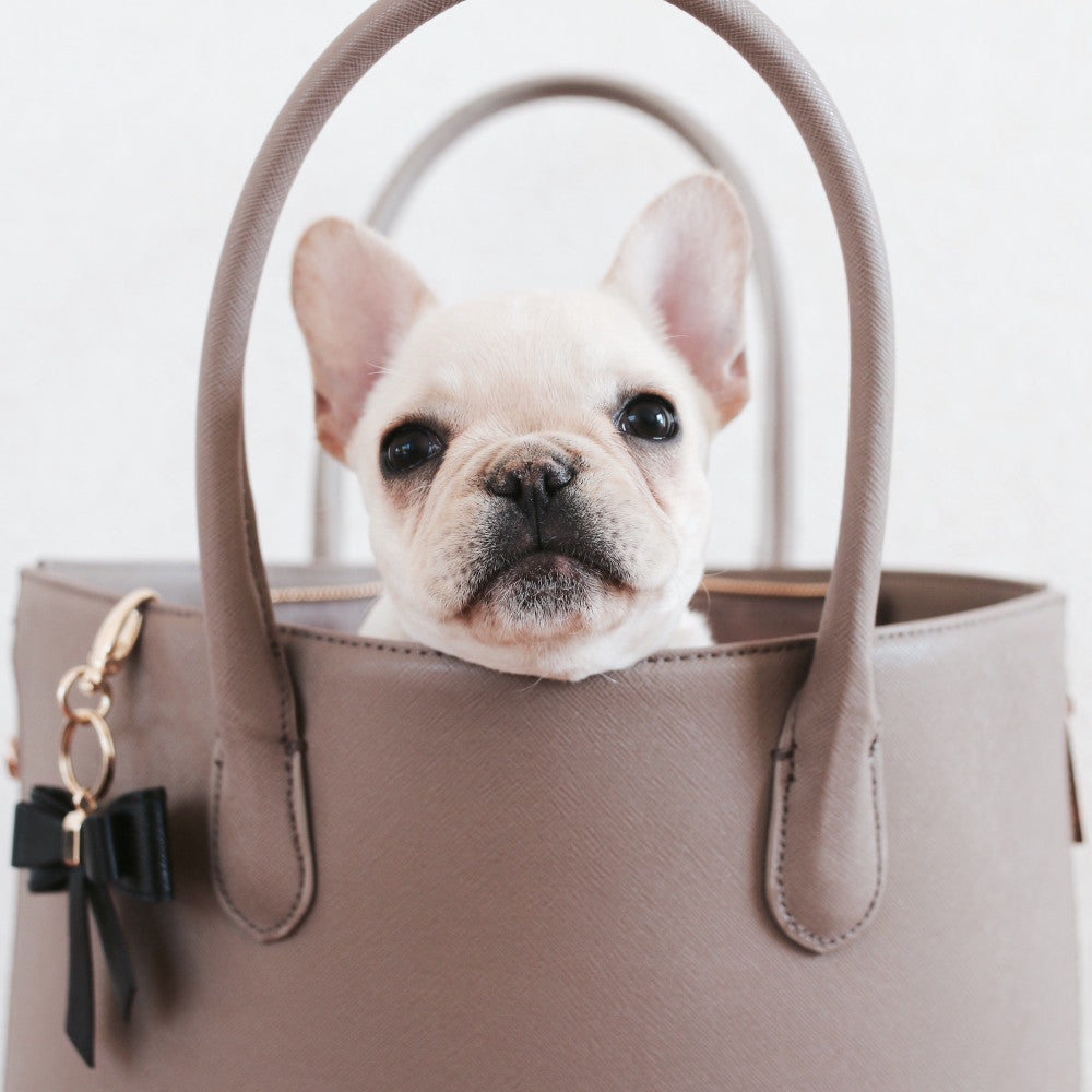 frenchie carrier