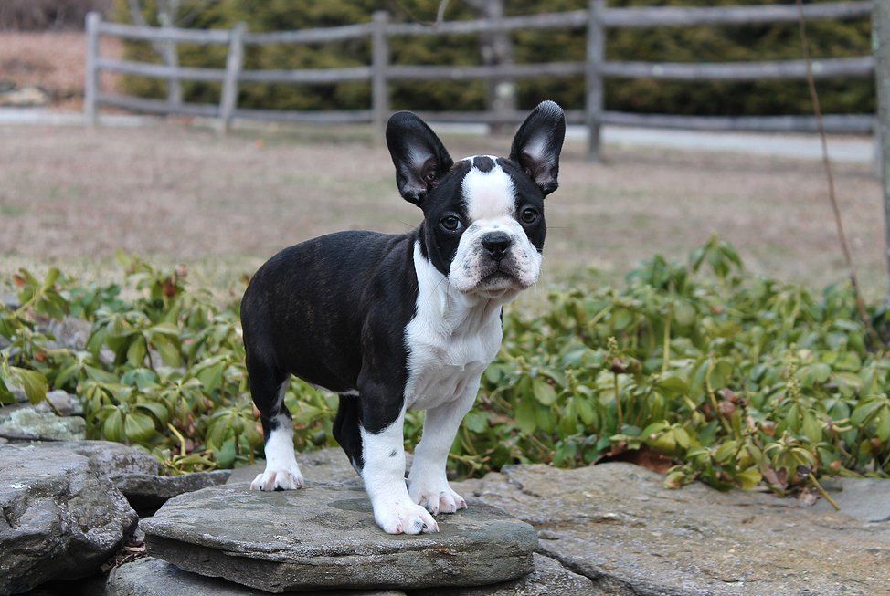 poodle mixed with french bulldog