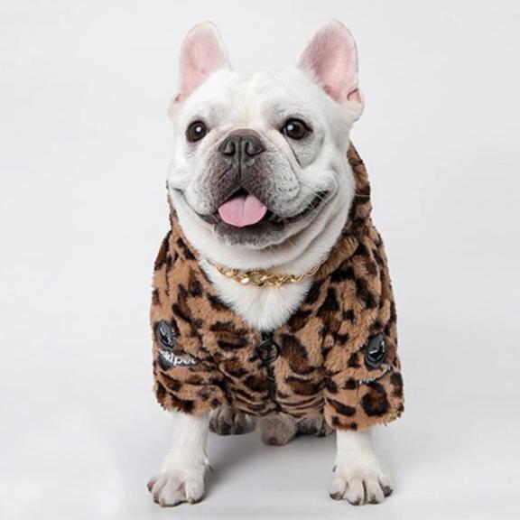 french bulldog leopard