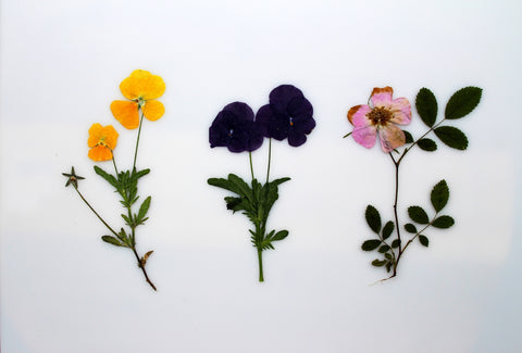 How to dry flowers