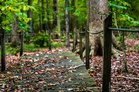 Different Ways to Celebrate Father's Day | nature walk