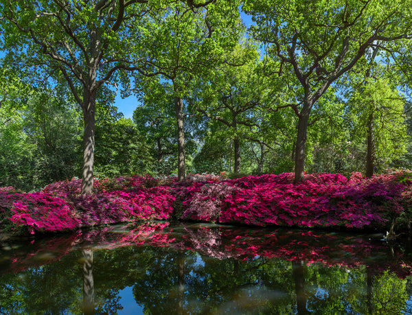 Date ideas for London in lockdown | Isabella Plantation, Richmond