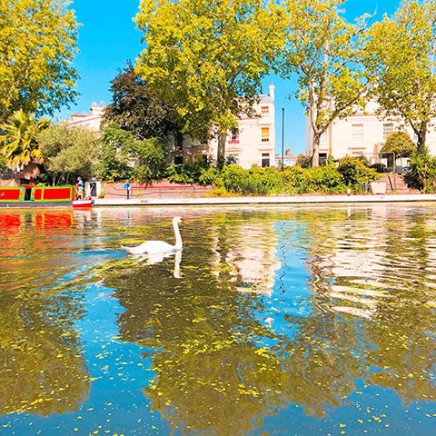 Canoeing through Little Venice | a swan
