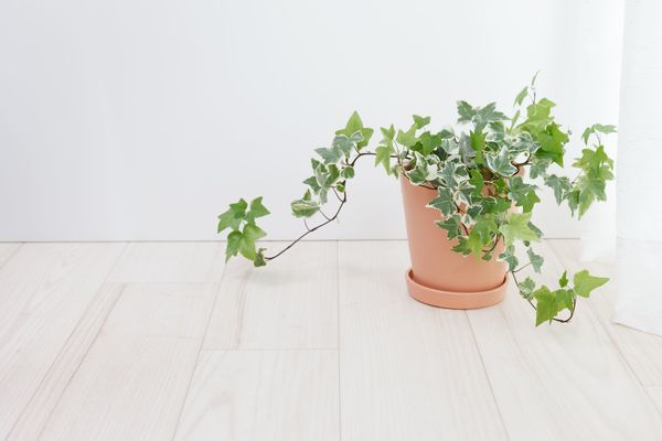 air purifying plants