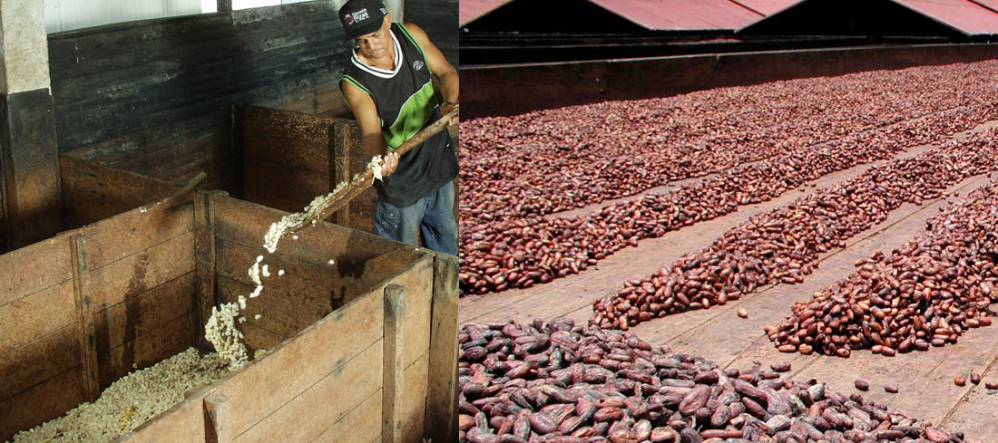 fermenting - drying of cocoa beans