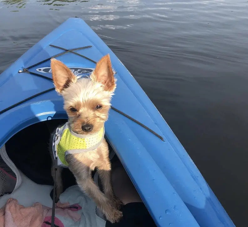 mesh vest harness