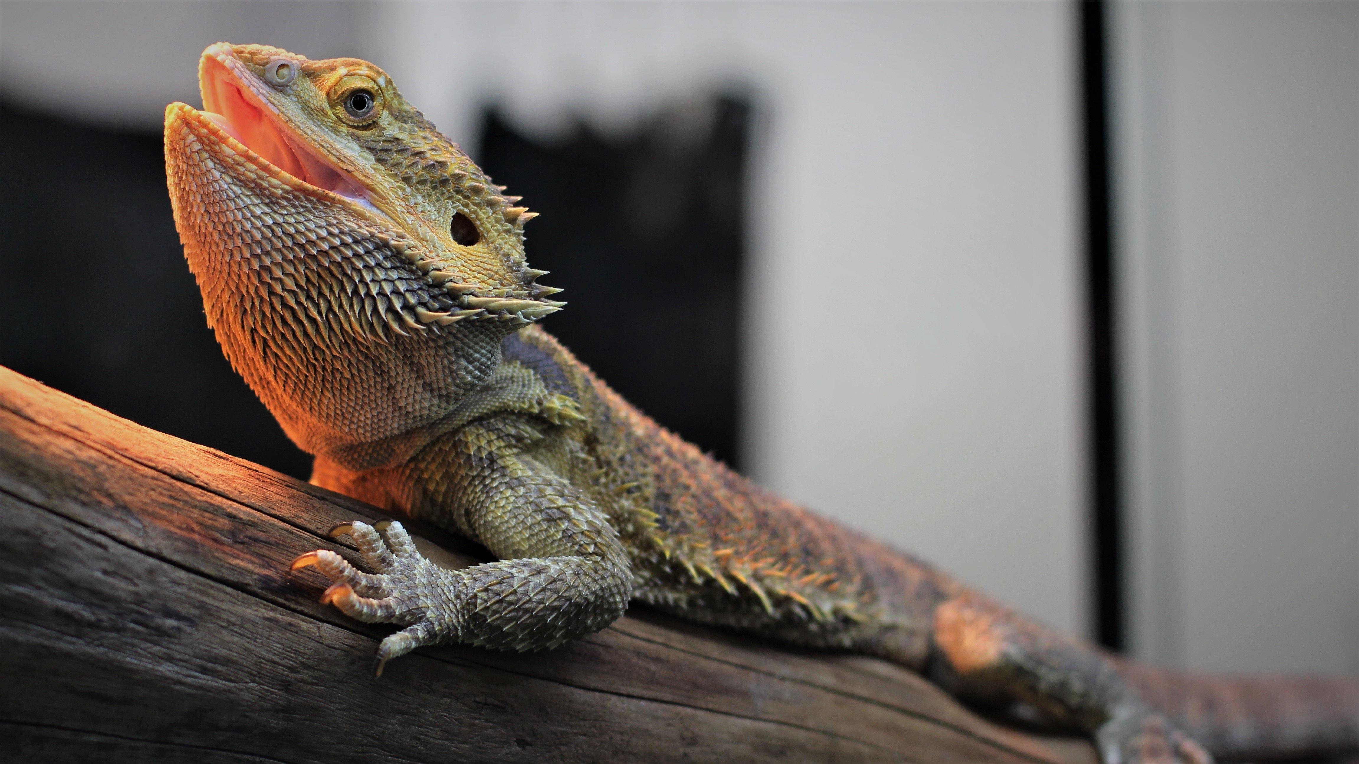 bearded dragon wallpaper