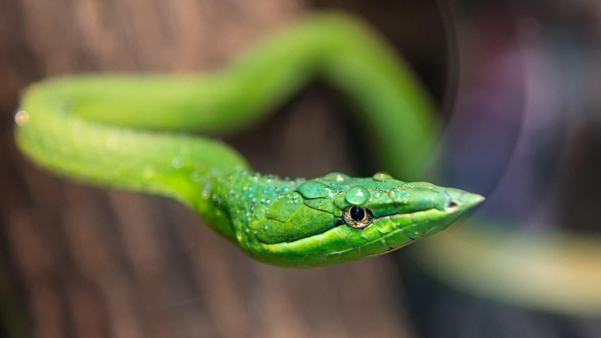 can a ball python eat a small dog