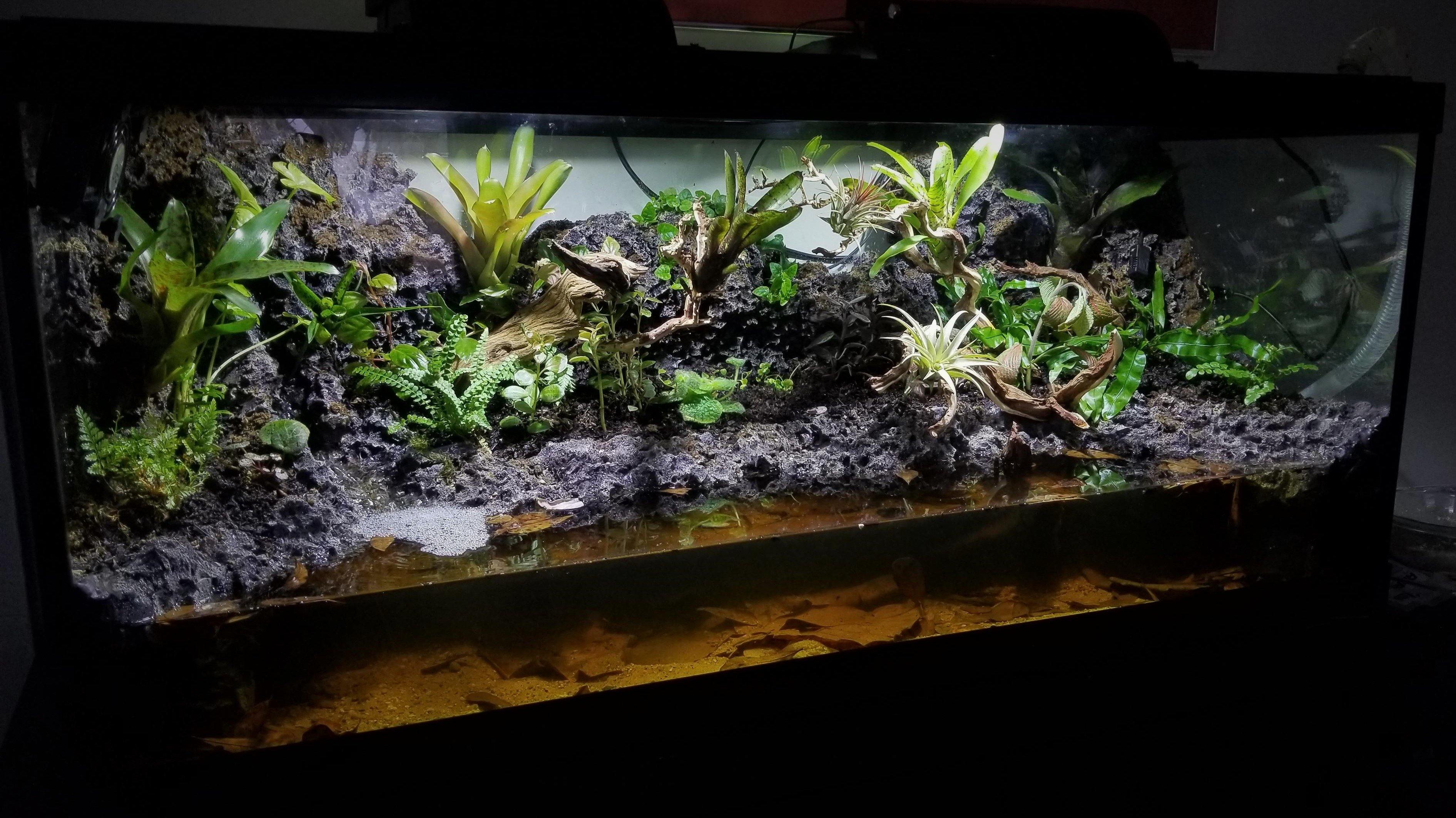 turtle paludarium