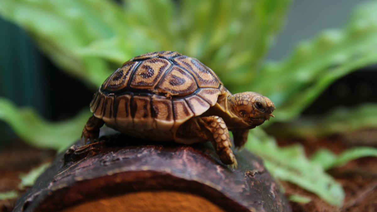 What To Know Before Buying A Tortoise Pisces Pet Emporium