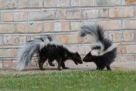 The striped skunk