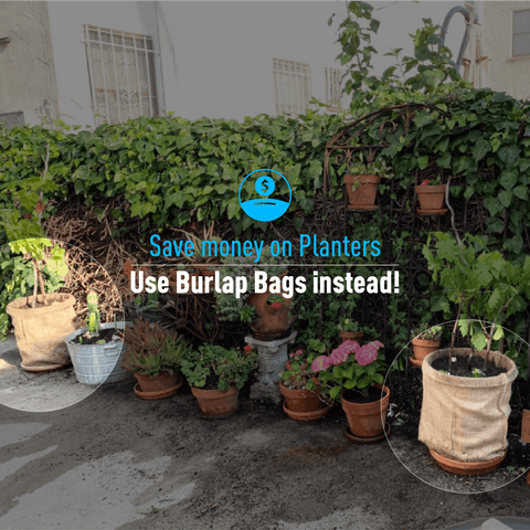 Save money on Planters. Use Burlap Bags instead!
