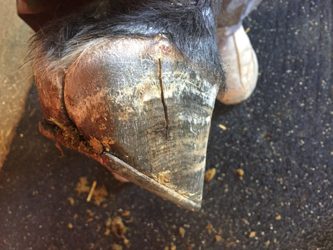 Photo of horse quarter crack