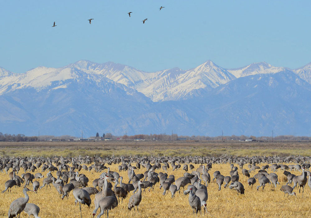 Sandhill Cranes Colorado