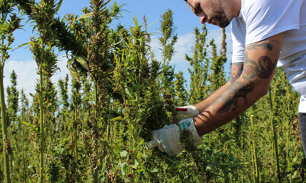 hemp fiber farming in colorado