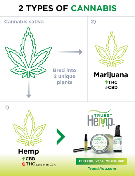 The Different Between Hemp and Marijuana