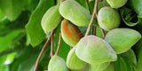 Kakadu Plum