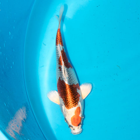 Masaki Aoki Kujaku - High quality hand picked Japanese koi