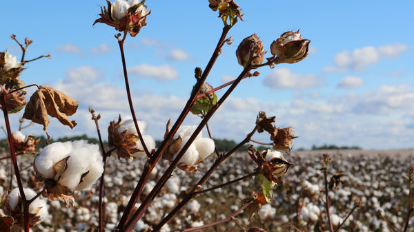 Organic Cotton field sustainability 