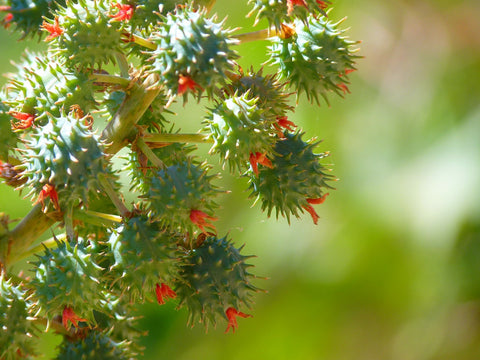 castor oil