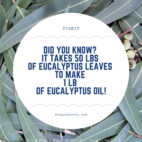 Eucalyptus Tips, Tricks, and Tidbits #1