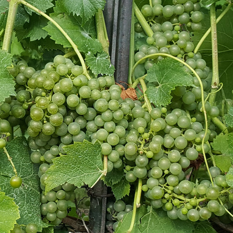 Winnery Prince Edward County, grapes.