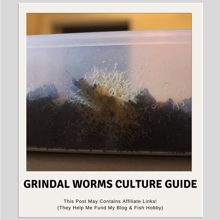 Grindal Worms Culture Guide Aquatic Delights