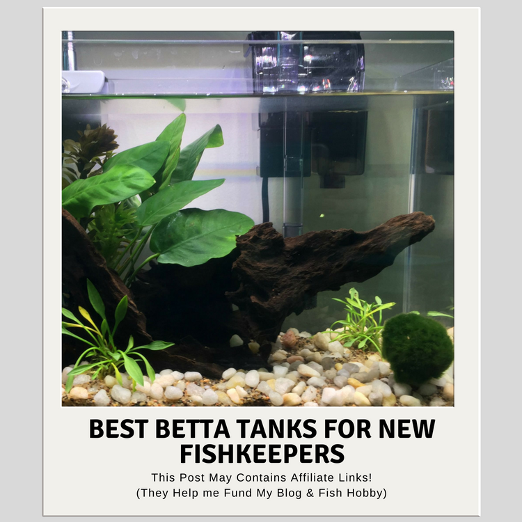 Best Betta Tanks For New Fish Keepers Plus Bonus Diy Option Aquatic Delights