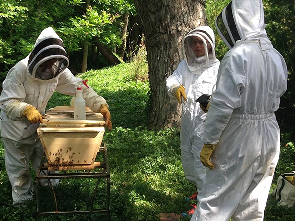 Bee-Doctor-Intensives-Bee-Guardians-working-hive