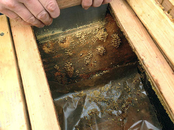 Bee-Hive-Scraping-Shovel-Tool-Harvesting-Propolis-side of hive
