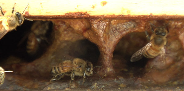 Bee hive propolized entrnace by the bees