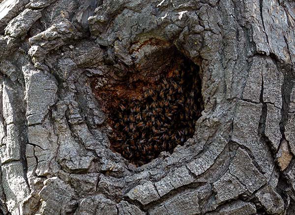 Bees-living-inside-cottonwood-tree-propolis-coating