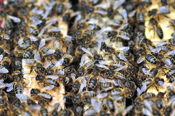 Black-bees-Mellifera-research-Finland