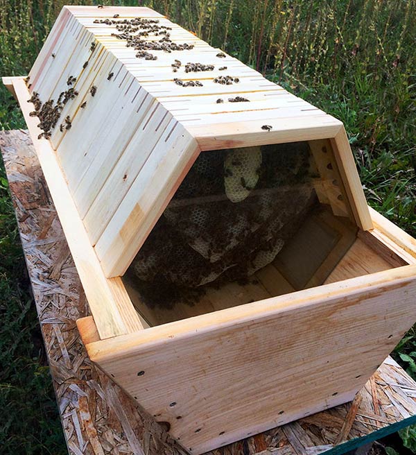 Cathedral-Hive-Installing-Bees-glass-falseback