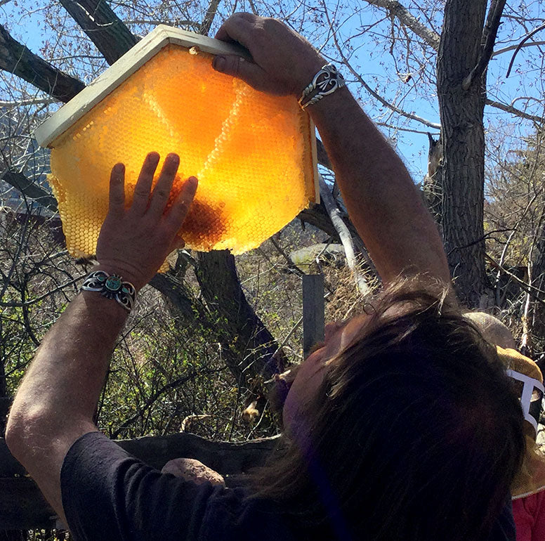 Cathedral-hive-honey-comb-harvested