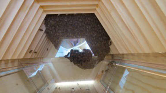 Cathedral Hive looking through back of hive