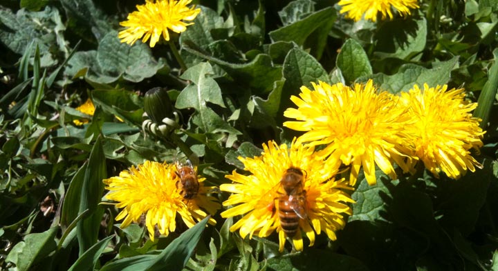 Dandelion_Bees_Pollinating