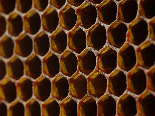 Empty Comb Cells Top Bar hive