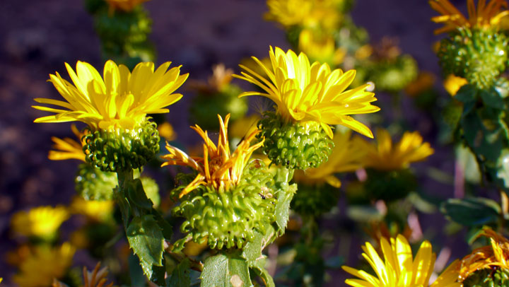 Gum-Plant-Aster-Sunflower-Leaves