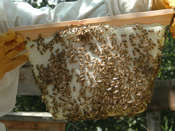 Harvest-Combs-Capped-Honey-Comb