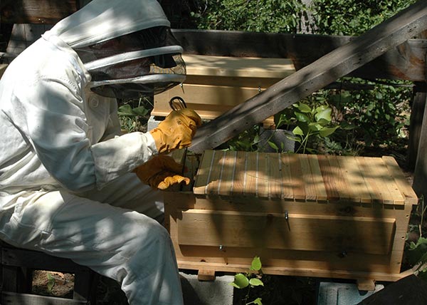 Harvest-Combs-Start-Back-Hive