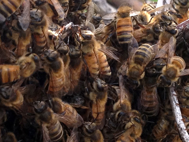 Honey-Bee-Swarm-Removal-Close-Up