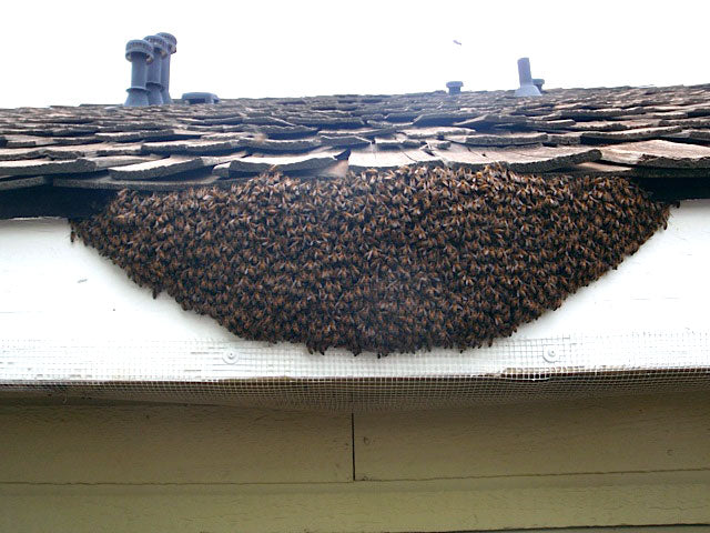 Honey-Bee-Swarm-Removal-Soffit-Siding-Gutter