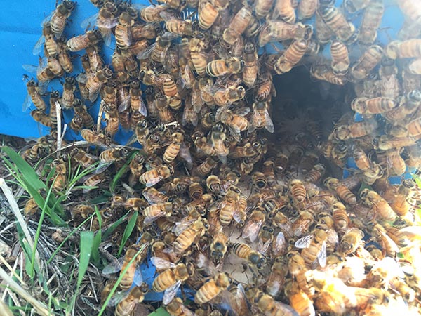 Honey-Bee-Swarm-Removal-box-bees-entering
