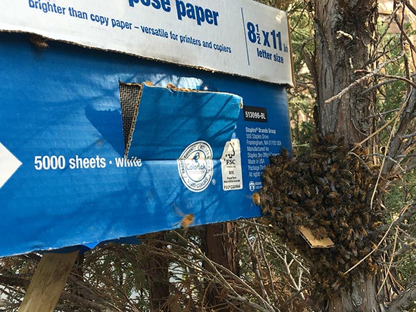 Honey-Bee-Swarm-Removal-box-bees