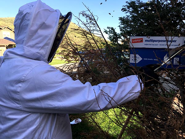 Honey-Bee-Swarm-Removal-box