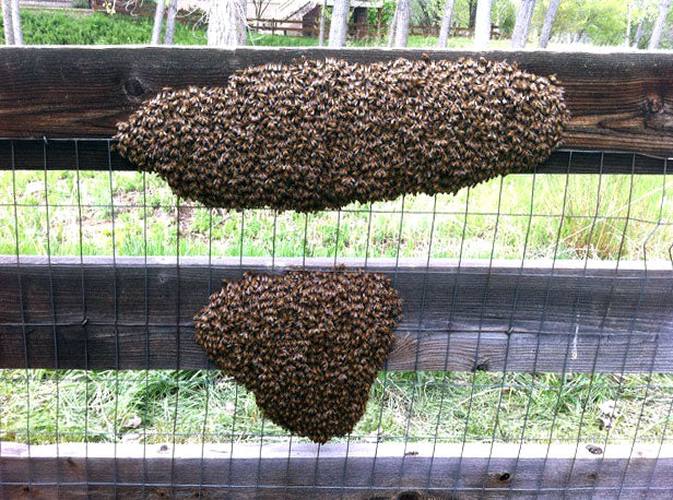 Honey-Bee-Swarm-Removal-on-Fence
