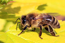 Honey-bee-identification