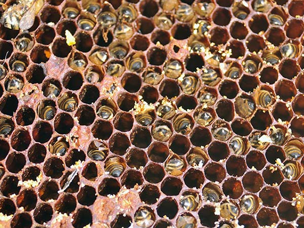 Honeybees in comb cells head first