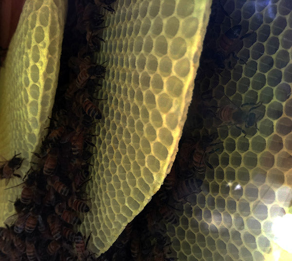 Honeybees-Cluster-in-combs-top-bar-hive-winter